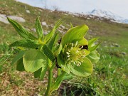 15 Helleborus viridis (Elleboro verde) con vista in Arera